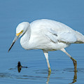 Snowy Egret DMSB0180 Photograph by Gerry Gantt Snowy Egret DMSB0180 Photograph by Gerry Gantt