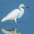 Snowy Egret DMSB0182 Photograph by Gerry Gantt Snowy Egret DMSB0182 Photograph by Gerry Gantt