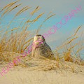 Snowy White Owl - Plymouth, MA Photograph by Heather M Photography Snowy White Owl - Plymouth, MA Photograph by Heather M Photography