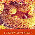 Soak Up Sunshine Photograph by Judy Kennedy Soak Up Sunshine Photograph by Judy Kennedy