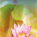 Soft and Light 4 Photograph by Becqi Sherman Soft and Light 4 Photograph by Becqi Sherman