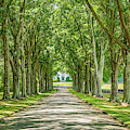 Southern Stroll Photograph by Marcy Wielfaert Southern Stroll Photograph by Marcy Wielfaert