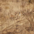 Southwest Bunny Photograph by Robert WK Clark Southwest Bunny Photograph by Robert WK Clark