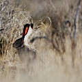 Southwest Desert Hare Photograph by Robert WK Clark Southwest Desert Hare Photograph by Robert WK Clark
