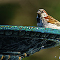 Spanish Sparrow at Genoves Park Fountain Cadiz Photograph by Pablo Avanzini Spanish Sparrow at Genoves Park Fountain Cadiz Photograph by Pablo Avanzini