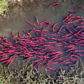 Spawning Kokanee Salmon Photograph by Wesley Aston Spawning Kokanee Salmon Photograph by Wesley Aston