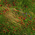 Spear Grass Photograph by Johnny Boyd Spear Grass Photograph by Johnny Boyd