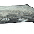Sperm Whale Adult Male Photograph by Martin Camm / Carwardine / Naturepl.com Sperm Whale Adult Male Photograph by Martin Camm / Carwardine / Naturepl.com