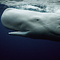 White Sperm Whale Photograph by Hiroya Minakuchi White Sperm Whale Photograph by Hiroya Minakuchi