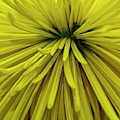 Spider Mum 3983 Photograph by Cathy Kovarik Spider Mum 3983 Photograph by Cathy Kovarik