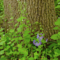 Splash of Purple Photograph by Jeff Phillippi Splash of Purple Photograph by Jeff Phillippi