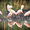 Spoonbill Reflection by Scott Hansen