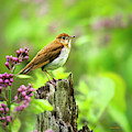 Spring Bird Veery Square Photograph by Christina Rollo Spring Bird Veery Square Photograph by Christina Rollo