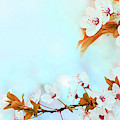 Spring flower blossom closeup with bokeh background. Springtime  Photograph by Jelena Jovanovic