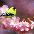 Spring Goldfinch Painting by Tina LeCour Spring Goldfinch Painting by Tina LeCour