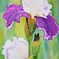 Spring Iris Painting by Ann Frederick Spring Iris Painting by Ann Frederick