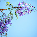 Springtime Beauty by Az Jackson Springtime Beauty by Az Jackson