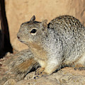 Squirrel Pyrography by Magnus Haellquist Squirrel Pyrography by Magnus Haellquist