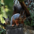 Squirrels Pyrography by Magnus Haellquist Squirrels Pyrography by Magnus Haellquist