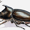 Stag Beetle, 1966 by Rb Davis Stag Beetle, 1966 by Rb Davis