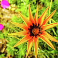Starflower by Matias Feucht Starflower by Matias Feucht