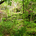 Starved Rock Photograph by Scott Smith Starved Rock Photograph by Scott Smith
