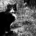 Stash Stalking the Amazing Mr. Tom Photograph by Sandra Dalton Stash Stalking the Amazing Mr. Tom Photograph by Sandra Dalton
