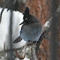 Stellar's Jay in Pine Photograph by Dorrene BrownButterfield Stellar's Jay in Pine Photograph by Dorrene BrownButterfield