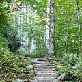 Steps Up Into The Forest 1 Photograph by Phil Perkins Steps Up Into The Forest 1 Photograph by Phil Perkins