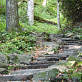 Steps Up Into The Forest 2 Photograph by Phil Perkins Steps Up Into The Forest 2 Photograph by Phil Perkins