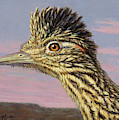 Study of a Roadrunner Painting by James W Johnson Study of a Roadrunner Painting by James W Johnson