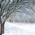 Stunning forest snow winter scene Photograph by Simon Bratt Stunning forest snow winter scene Photograph by Simon Bratt