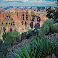 Sublime Agave by Inge Johnsson Sublime Agave by Inge Johnsson