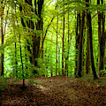 Summer Forest by Nicklas Gustafsson Summer Forest by Nicklas Gustafsson