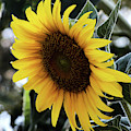 Sun flower Digital Art by Yenni Harrison Sun flower Digital Art by Yenni Harrison