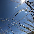 Sun Grass Dance by Nadine Rippelmeyer Sun Grass Dance by Nadine Rippelmeyer