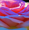 Sun on my Pink Roses Photograph by Cathy Anderson