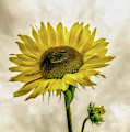 Sunflower Photograph by Anamar Pictures Sunflower Photograph by Anamar Pictures