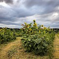 Sunflower Farm Photograph by Anamar Pictures Sunflower Farm Photograph by Anamar Pictures