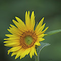 Sunflower Peaking and Visitor Photograph by DB Hayes Sunflower Peaking and Visitor Photograph by DB Hayes