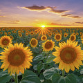 Sunflowers at Sunset Photograph by Darren White Sunflowers at Sunset Photograph by Darren White