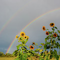 Sunflowers Under the Rainbow Photograph by Cheryl Baxter Sunflowers Under the Rainbow Photograph by Cheryl Baxter