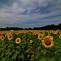 Sunny Faces in New Hampshire Photograph by Jeff Folger Sunny Faces in New Hampshire Photograph by Jeff Folger