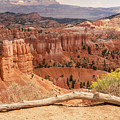 Sunrise Point - Bryce Canyon - Utah Photograph by Debra Martz Sunrise Point - Bryce Canyon - Utah Photograph by Debra Martz