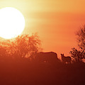 Sunrise Photograph by Shannon Hastings Sunrise Photograph by Shannon Hastings