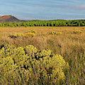Sunset Crater and Bonito Park Photograph by Jeff Goulden Sunset Crater and Bonito Park Photograph by Jeff Goulden