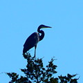Surveying His Domain by Virginia White