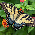 Swallowtail #3 Photograph by Minnie Gallman Swallowtail #3 Photograph by Minnie Gallman