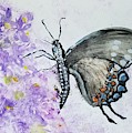 Swallowtail on Buddleia by PJQandFriends Photography