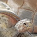 Sweet Tortoise by Fe Jones Sweet Tortoise by Fe Jones